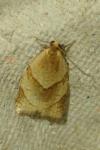 Clepsis rurinana