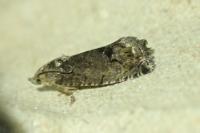 Cydia splendana