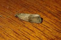 Celypha striana