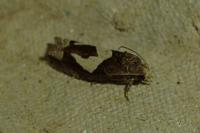 Epiblema foenella