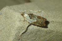 Acleris variegana