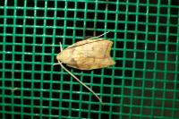 Carcina quercana