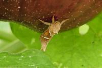 Triodia sylvina