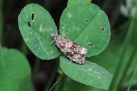 Celypha lacunana
