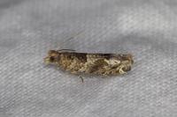 Crocidosema plebejana