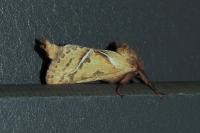 Triodia sylvina