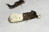 Trichophaga bipartitella