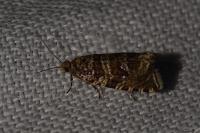 Celypha rivulana