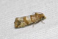 Lobesia indusiana/limoniana