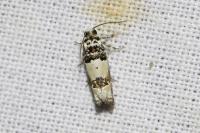 Epinotia thapsiana