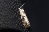 Hedya salicella