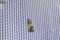 Cydia splendana