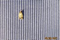 Agapeta zoegana