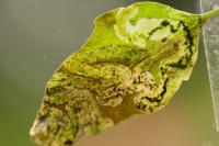 Chrysoesthia drurella