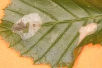 Phyllonorycter esperella