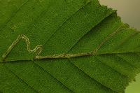 Stigmella microtheriella
