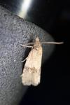 Celypha striana