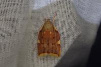 Carcina quercana
