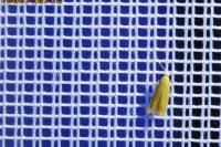 Tischeria