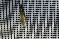 Nematopogon