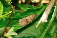 Celypha striana