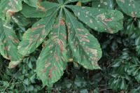 Cameraria ohridella