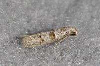 Symmocoides oxybiella