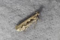 Ornativalva plutelliformis