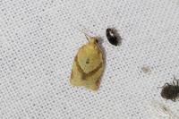 Clepsis consimilana
