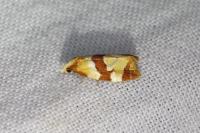Phalonidia albipalpana