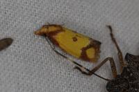 Agapeta zoegana