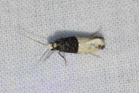 Trichophaga bipartitella