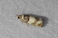 Epinotia thapsiana