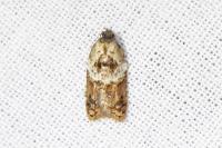 Acleris variegana