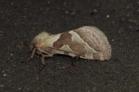 Triodia sylvina