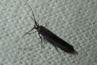 Coleophora