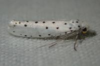 Yponomeuta