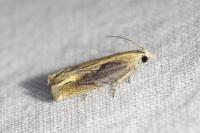 Eucosma obumbratana