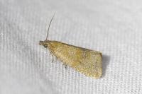 Celypha rufana