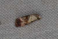 Neocochylis millierana