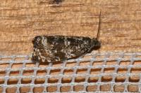 Celypha lacunana