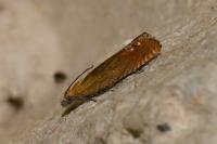Lathronympha strigana