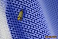 Agapeta zoegana