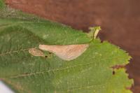 Phyllonorycter coryli