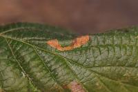 Phyllonorycter nicellii