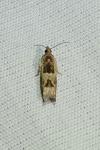 Crocidosema plebejana