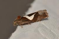 Epiblema foenella