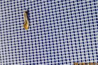 Tinea semifulvella