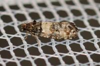 Piniphila bifasciana