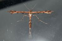 Amblyptilia acanthadactyla